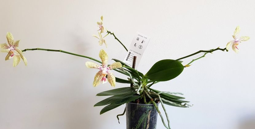  - Phalaenopsis 2