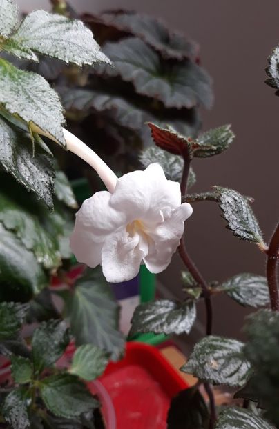  - 0001 2022 - BriD s BARBARA