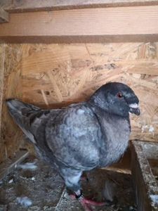  - Porumbei americani