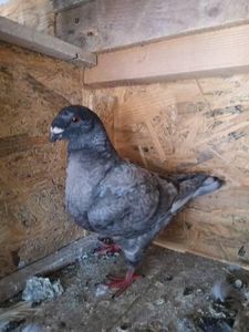  - Porumbei americani