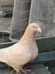  - Porumbei americani