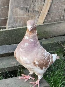  - Porumbei americani