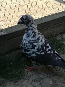  - Porumbei americani