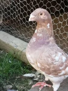  - Porumbei americani