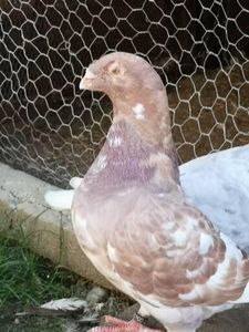  - Porumbei americani