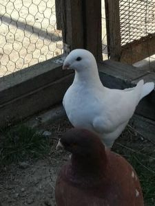  - Porumbei americani