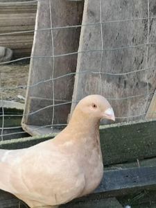  - Porumbei americani