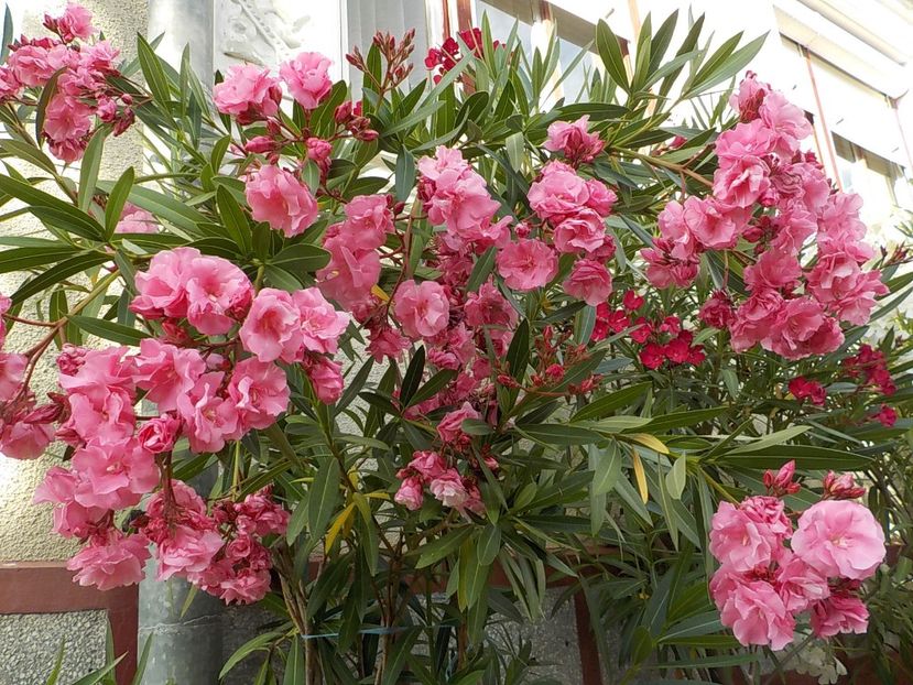  - roseum plenum 21