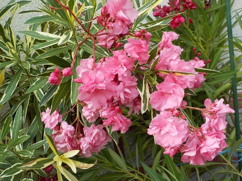  - variegat nr 24