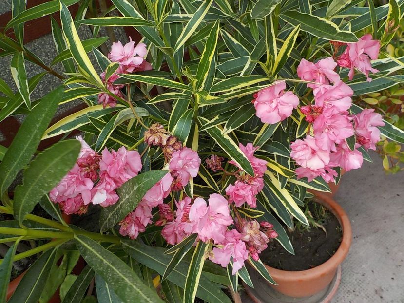  - variegat nr 24