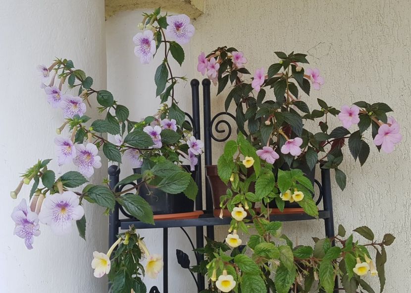 Ambroise, Sunburst si Peach Blossom - Achimenes 2022