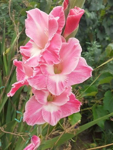  - 0 Gladiole si alte flori-