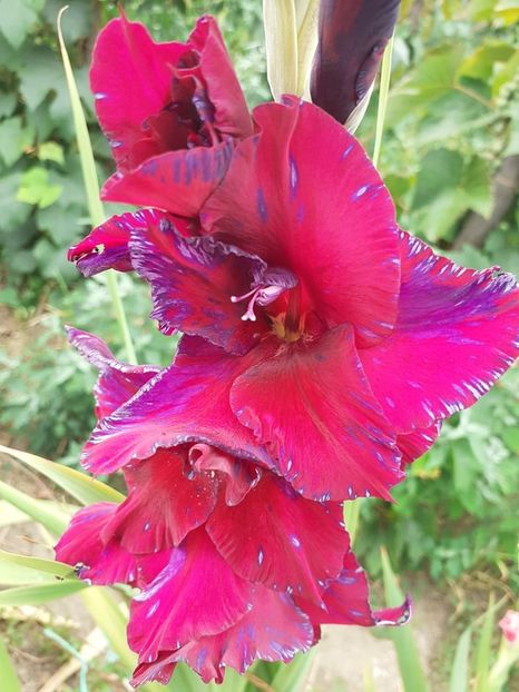  - 0 Gladiole si alte flori-