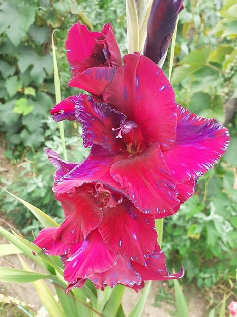 - 0 Gladiole si alte flori-