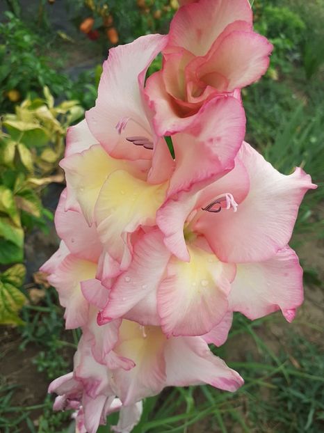  - 0 Gladiole si alte flori-