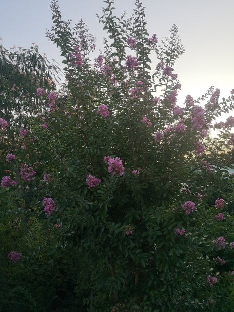  - arbori ornamentali 2022