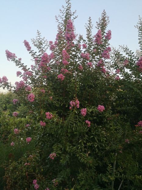  - arbori ornamentali 2022