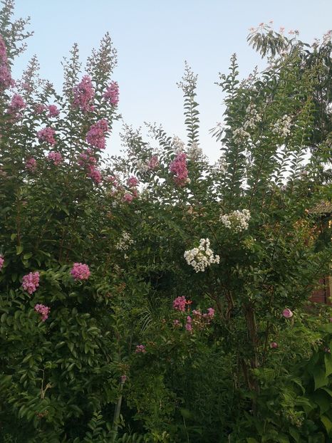  - arbori ornamentali 2022