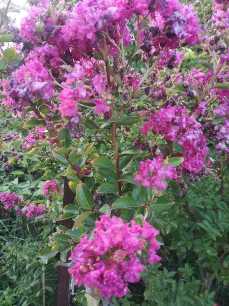  - arbori ornamentali 2022