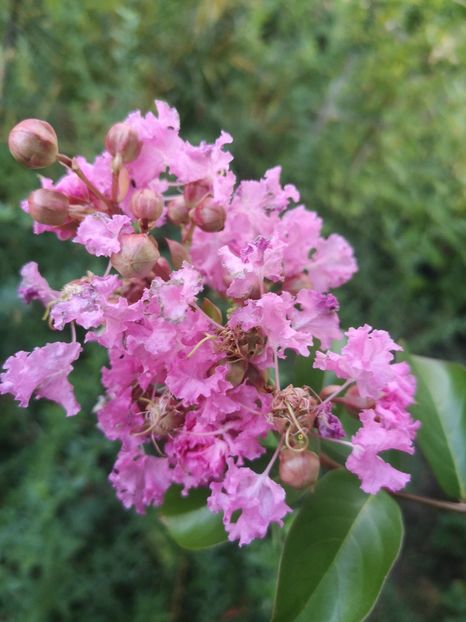  - arbori ornamentali 2022