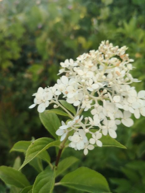  - arbori ornamentali 2022