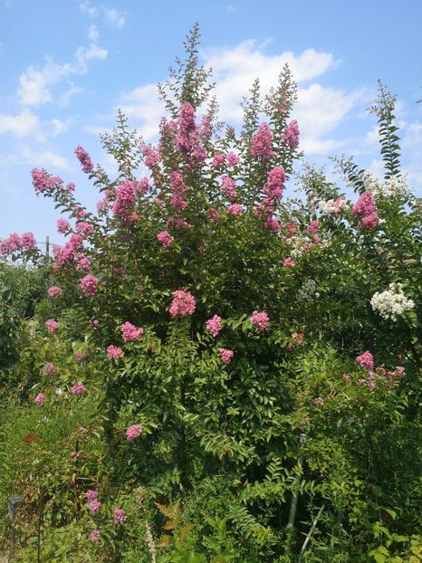  - arbori ornamentali 2022