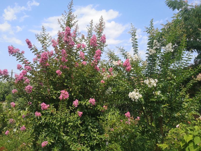  - arbori ornamentali 2022