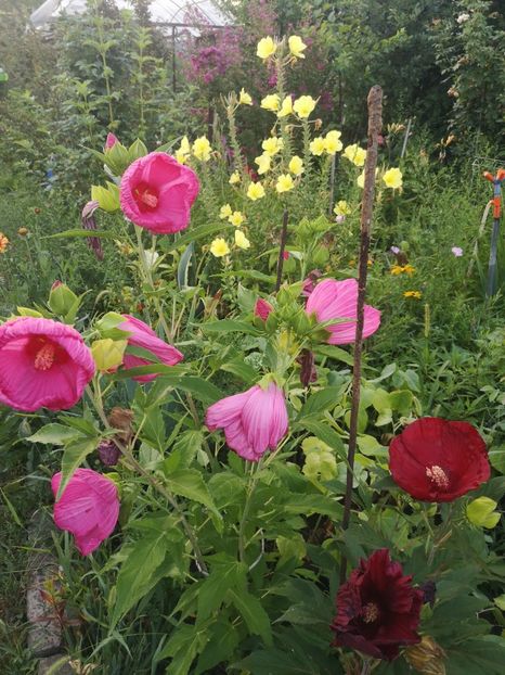  - Gradina flori 202t