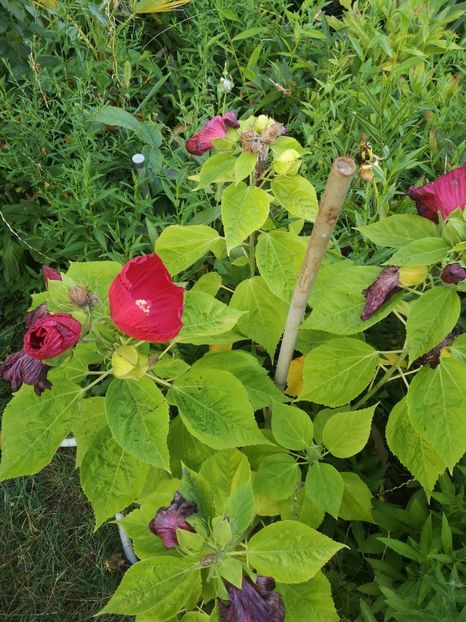  - Gradina flori 202t