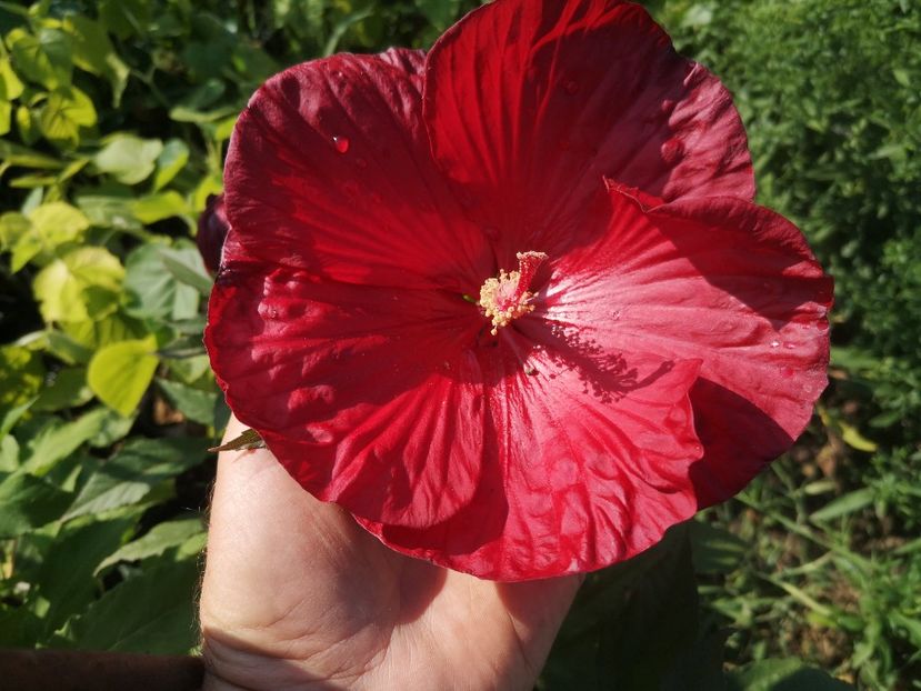  - Gradina flori 202t
