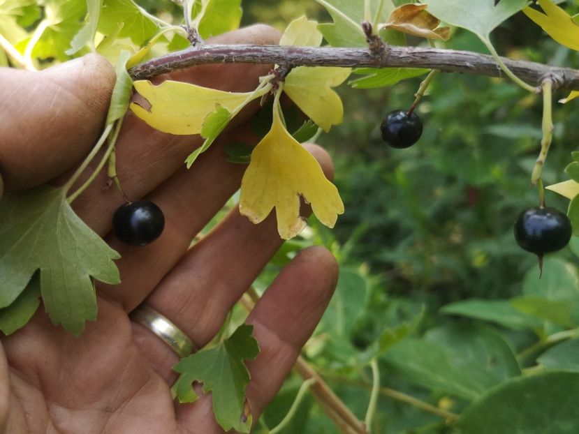 ribes aureum - Arbori fructiferi 2022