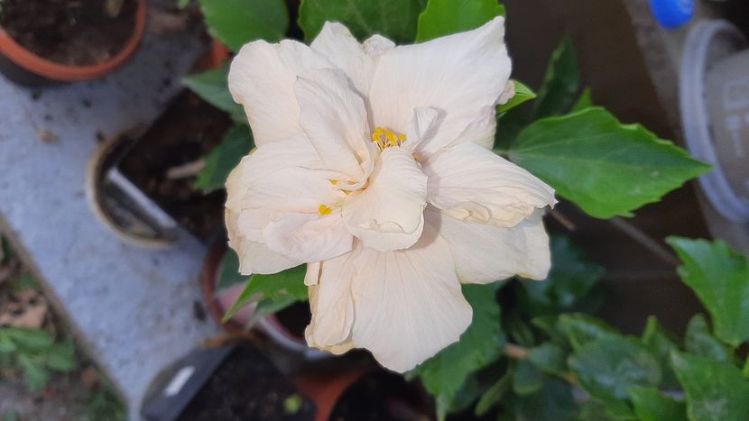 Alb b 2 - hibiscusi 2022