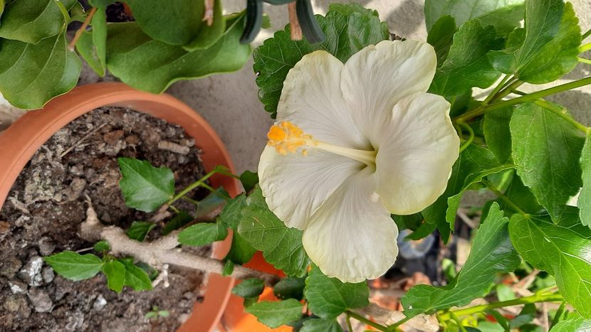 San remo - hibiscusi 2022