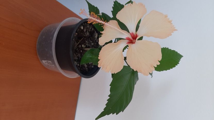 Sprinkal rayn - hibiscusi 2022