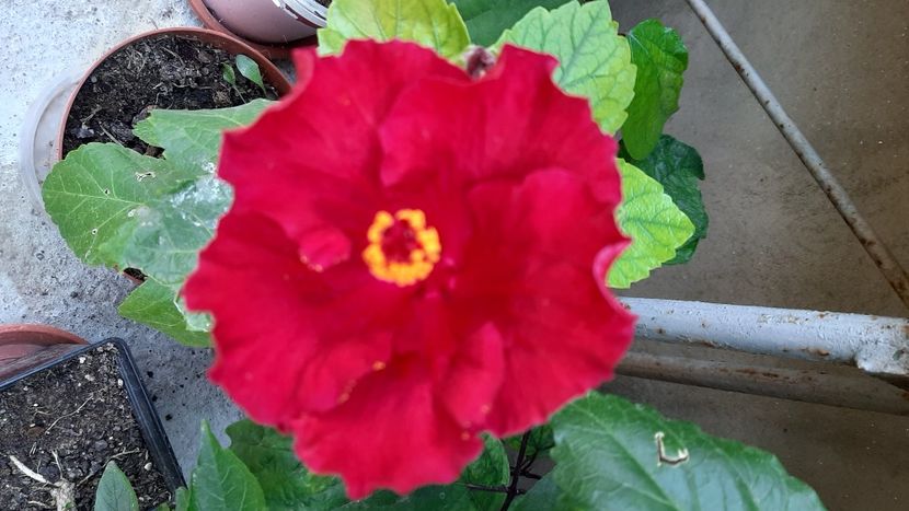 Helen - hibiscusi 2022