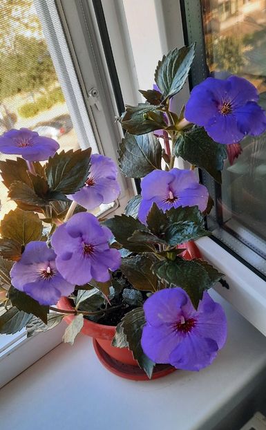 Eu si Hemingway iti spinem "La multi ani ! "❤️❤️❤️ - 01 Yasmin