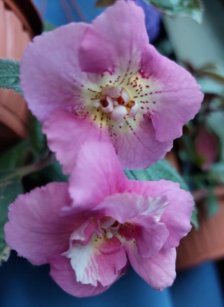 Star Trecker - 2022 - Achimenes