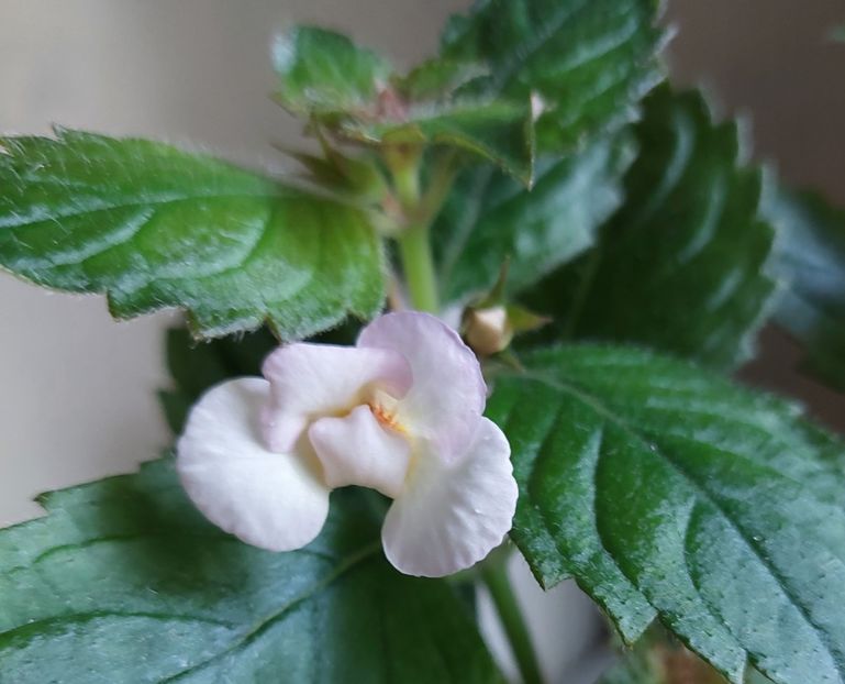 Amour - 2022 - Achimenes