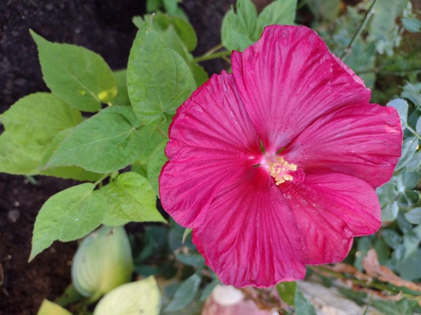 Luna F1 Red ♥️ - Hibiscus moscheutos