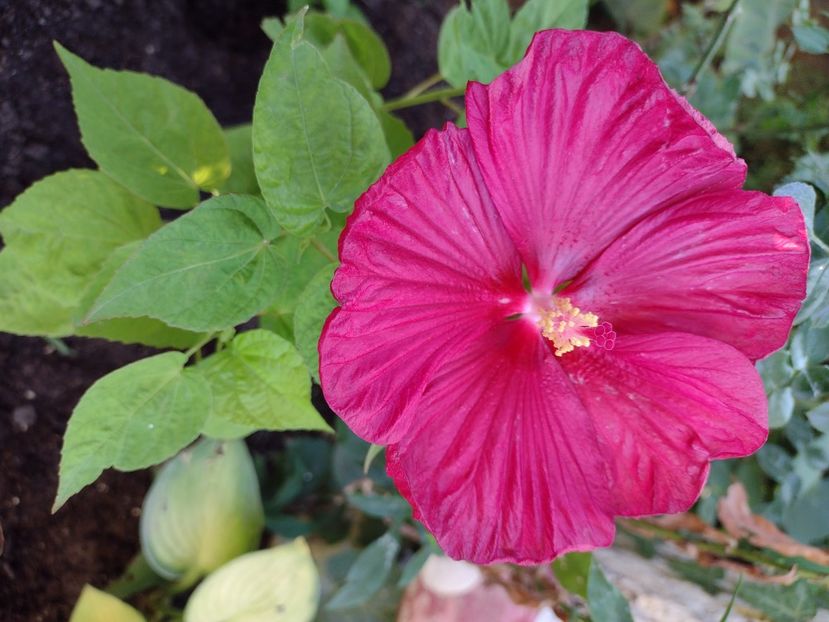  - Hibiscus moscheutos