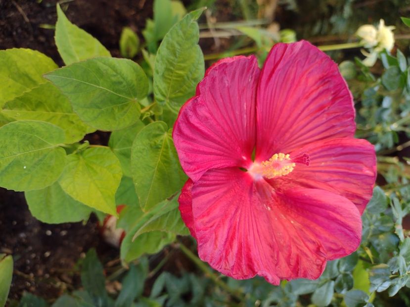  - Hibiscus moscheutos