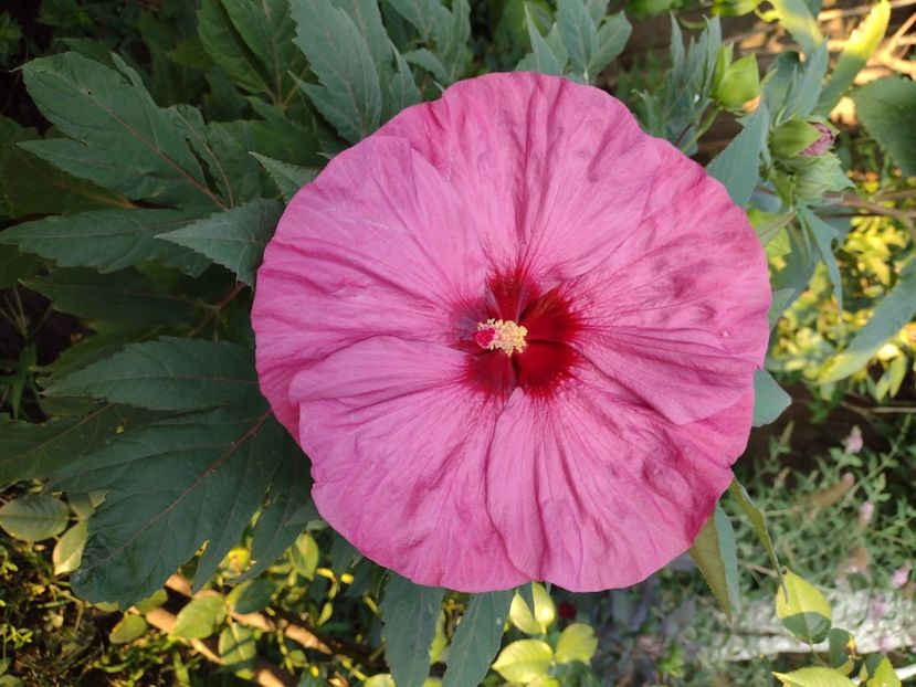  - Hibiscus moscheutos