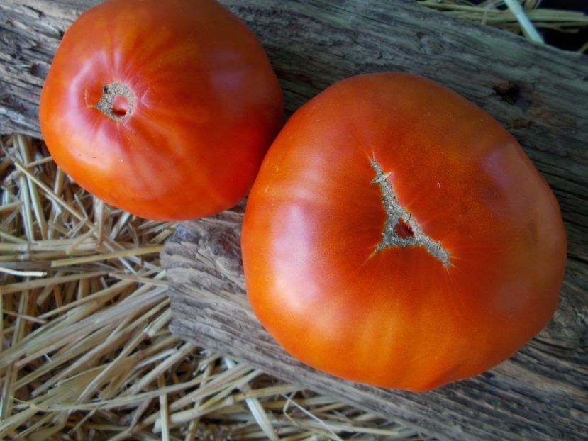  - SEMINTE ROSII - T 428 GROSSE PLATE DU PORTUGAL