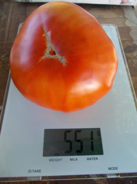  - SEMINTE ROSII - T 428 GROSSE PLATE DU PORTUGAL