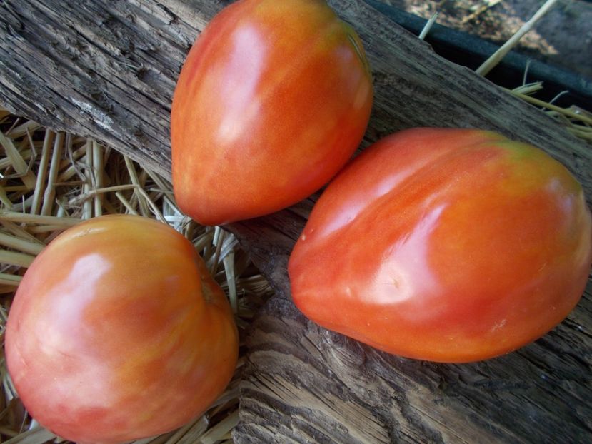  - SEMINTE ROSII - T 825 POLISH GIGANT HEART