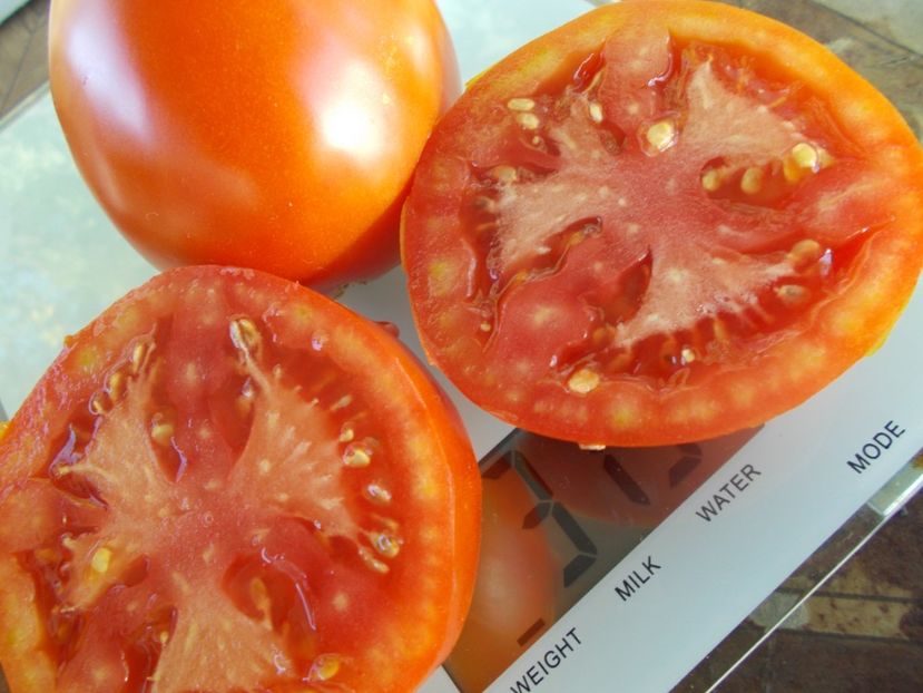  - SEMINTE ROSII - T 809 HOSTEZENE 1