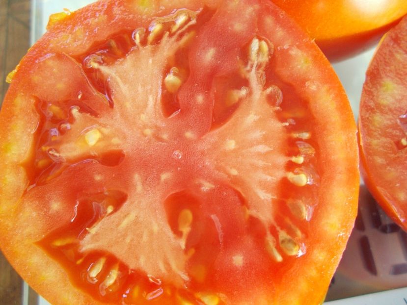  - SEMINTE ROSII - T 809 HOSTEZENE 1