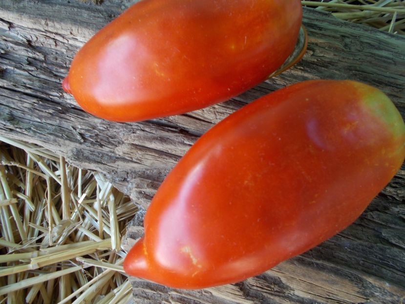  - SEMINTE ROSII - T 842 POLISH LINGUISA