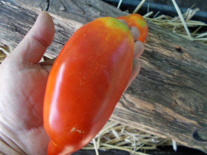  - SEMINTE ROSII - T 842 POLISH LINGUISA