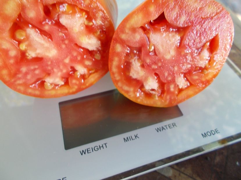  - SEMINTE ROSII - T 842 POLISH LINGUISA